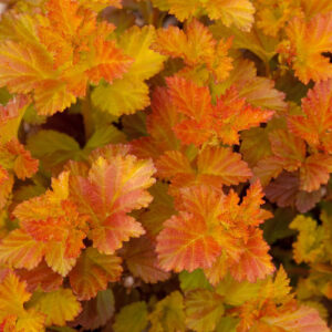 PHYSOCARPUS opulifolius 'Amber Jubilee' FE ®