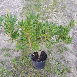 PITTOSPORUM tobira x heter 'Green Mound' ®