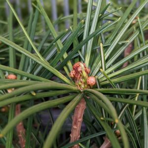 SCIADOPITYS verticillata 'Winter Green'